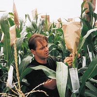 guy in cornfield