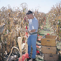 guy tying red flags on corn