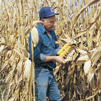 farmer in cornfield